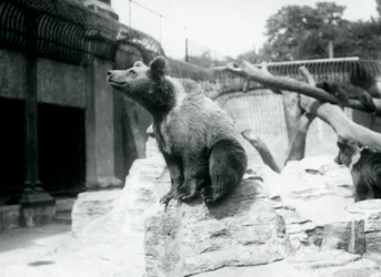 Un giovane orso bruno seduto su una roccia in primo piano con un altro che cammina dietro e un terzo che dorme su un ramo, Zoo di Londra, agosto 1913