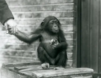 Un giovane scimpanzé che tiene la mano di un custode mentre è seduto su una cassa di legno, Zoo di Londra, giugno 1926