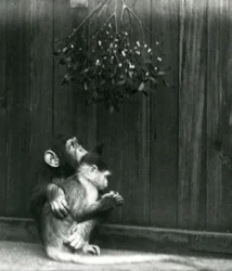 Un giovane scimpanzé mette il braccio attorno a un mangabey sotto il vischio allo Zoo di Londra nel dicembre 1924