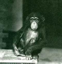 Un giovane scimpanzé seduto su una cassa di legno allo zoo di Londra nel 1924 (foto in b/n)