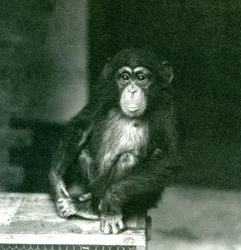 Un giovane Scimpanzé seduto su una cassa di legno allo Zoo di Londra nel 1924