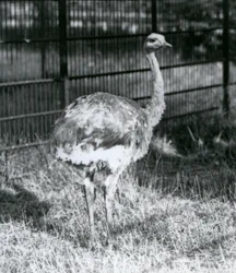 Un giovane Rhea di Darwin/Lesser Rhea in piedi sull