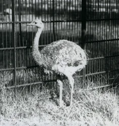 Un giovane nandù di Darwin o nandù minore in piedi sull