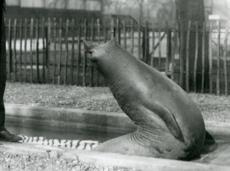 Un giovane elefante marino che si allunga all