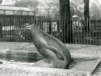 Un giovane elefante marino che si allunga all
