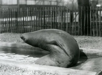 Un giovane elefante marino che si allunga all