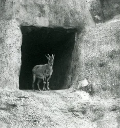 Un giovane stambecco greco in piedi all