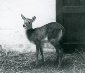 Un giovane Lechwe in piedi sul fieno, Zoo di Londra, gennaio 1926
