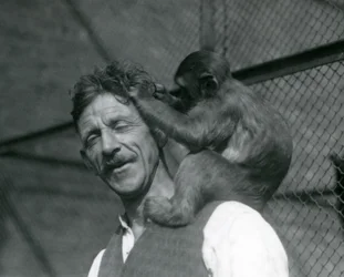 Un giovane scimmia che pulisce i capelli del custode Flewin, Zoo di Londra 1928