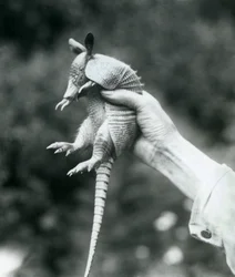Un giovane armadillo a nove fasce tenuto in mano da un custode, Zoo di Londra, agosto 1926