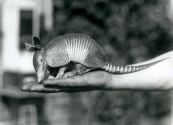 Un giovane Armadillo a nove fasce che riposa sul palmo aperto di un custode, Zoo di Londra, agosto 1926