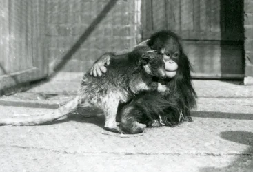 Un giovane orangutan abbraccia un canguro arboricolo allo Zoo di Londra nel 1927