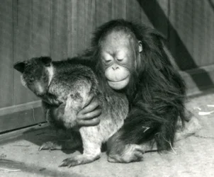 Un giovane orangutan abbraccia un canguro arboricolo allo Zoo di Londra, 1927