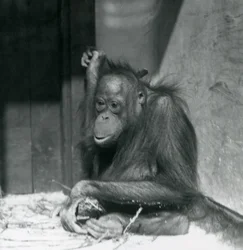 Un giovane orangutan seduto nel suo recinto allo Zoo di Londra, ottobre 1925