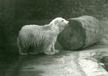 Un giovane orso polare allo Zoo di Londra nel novembre 1924