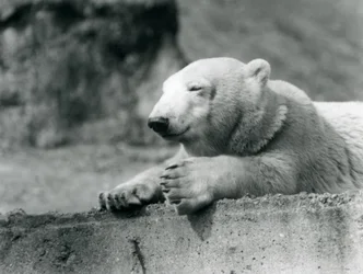 Un giovane orso polare che riposa su una sporgenza di cemento allo Zoo di Londra nel 1927