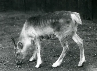Un giovane renna allo Zoo di Londra, 1925