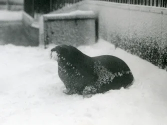 Un giovane tricheco nella neve, Zoo di Londra, febbraio 1924