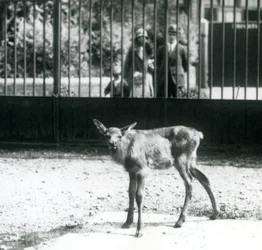 Un giovane wapiti nel suo recinto, con visitatori che guardano attraverso le sbarre, zoo di Londra, agosto 1927