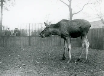 Un giovane alce/Elk, con ferite di corna appena cadute, nel suo recinto allo Zoo di Londra (foto b/n)