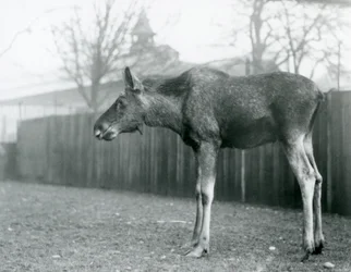 Un giovane alce maschio, con ferite di corna recentemente cadute, nel suo recinto allo Zoo di Londra