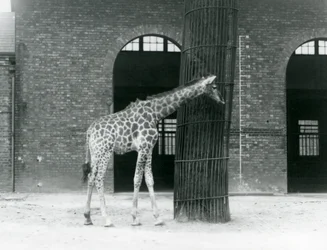 Una giovane giraffa femmina in piedi davanti a un albero, nel recinto fuori dalla Casa delle Giraffe, Zoo di Londra
