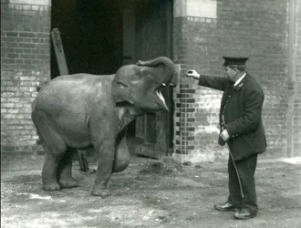 Una giovane elefante indiana con il guardiano H. Robertson, Zoo di Londra, 22 febbraio 1922