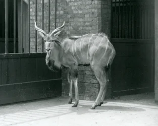 Un giovane maschio di Kudu maggiore nel suo recinto allo Zoo di Londra nel 1929 (foto in b/n)