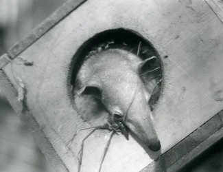 Un giovane tamandua sbircia fuori dalla sua scatola nido, Zoo di Londra, aprile 1925