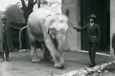 Elefante birmano albino Pawah con assistenti tra cui Dr. Saw Po Min, Zoo di Londra, maggio 1926