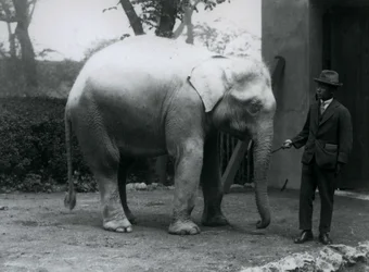 Elefante bianco albino Pawah con Dr. Saw Po Min, Zoo di Londra, maggio 1926