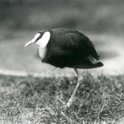 Un jacana africano che sta sull
