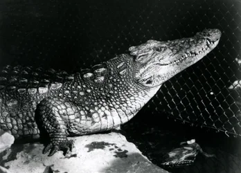 Un alligatore americano allo Zoo di Londra nel settembre 1924