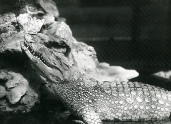 Un Alligatore Americano che riposa in una piscina, guardando verso le rocce al lato della piscina, Zoo di Londra