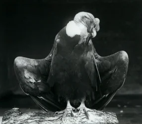 Un condor delle Ande che riposa su un tronco, Zoo di Londra, 1925