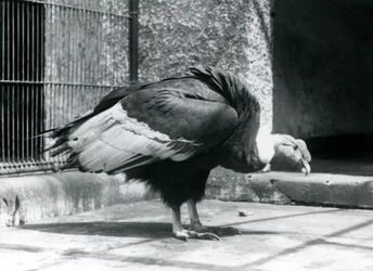 Un avvoltoio andino in piedi sul pavimento del suo recinto allo zoo di Londra nel luglio 1925