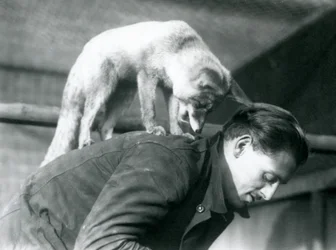 Una volpe rossa araba guarda oltre la spalla del guardiano F. Shelley, mentre è in piedi sulla sua schiena, Zoo di Londra, 1925
