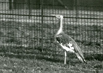 Un bustard arabo nel suo recinto allo Zoo di Londra, 1924