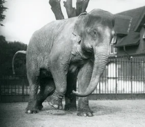 Un elefante asiatico che si gratta contro un albero morto, zoo di Londra