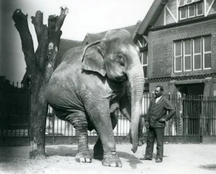 Un Elefante Asiatico che si gratta contro un albero morto, bilanciandosi su tre gambe, con il suo addestratore, Syed Ali, che osserva, London Zoo