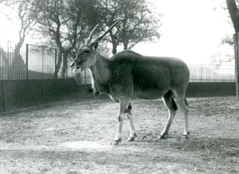 Un eland nel suo recinto al London Zoo, giugno 1925