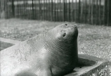 Un elefante marino che riposa nella sua piscina allo zoo di Londra nel 1930