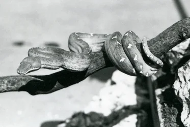 Un boa smeraldo con il corpo avvolto lungo un ramo, Zoo di Londra, ottobre 1928