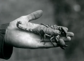 Uno scorpione imperatore tenuto nel palmo della mano di un custode, Zoo di Londra, ottobre 1925