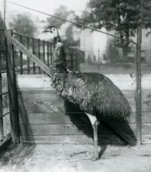 Un emù allo zoo di Londra nel settembre 1927