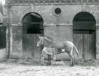 Una zebra di Grevy in via di estinzione che allatta il suo puledro nel loro recinto allo Zoo di Londra nel 1927