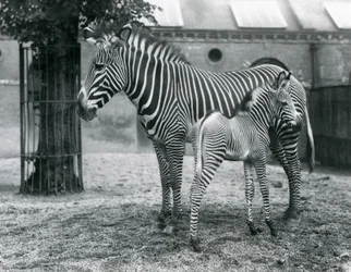 Una zebra imperiale di Grevy in pericolo, in piedi con il suo puledro di 4 giorni, nel loro recinto allo Zoo di Londra nell