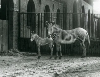 Una zebra imperiale di Grevy in pericolo, in piedi con il suo puledro di 4 giorni, nel loro recinto allo Zoo di Londra nell