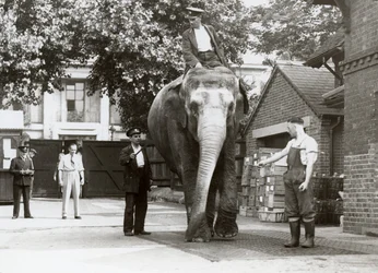 Un elefante indiano pesato dai custodi allo zoo di Londra, agosto 1935