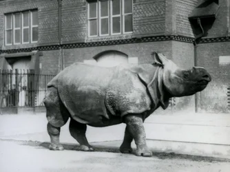 Un rinoceronte indiano allo Zoo di Londra, 1927